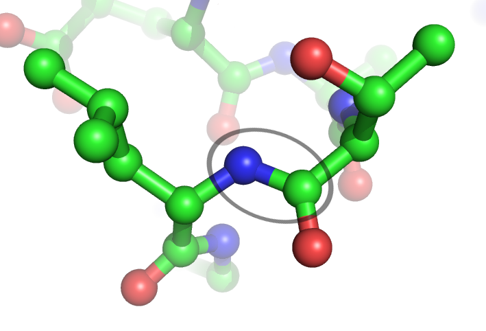 What is a peptide? Diagram of 20 amino acids forming different peptide chains