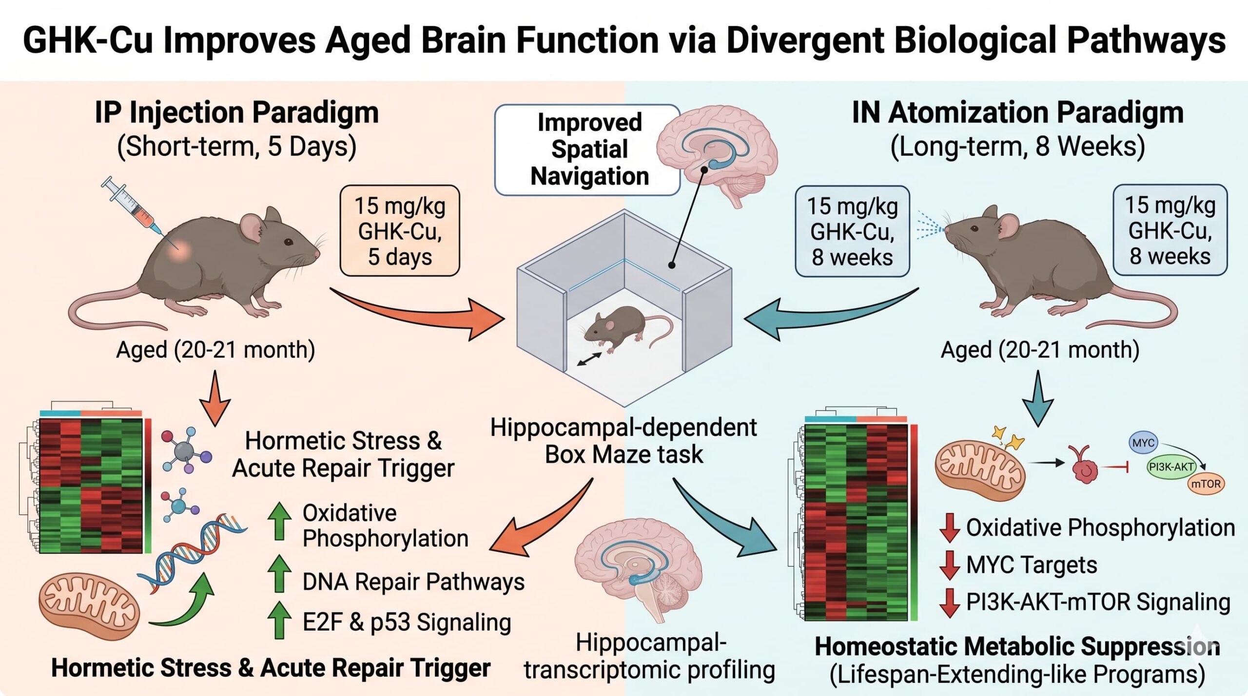 GHK-Cu and Skin Research: What the Published Literature Shows
