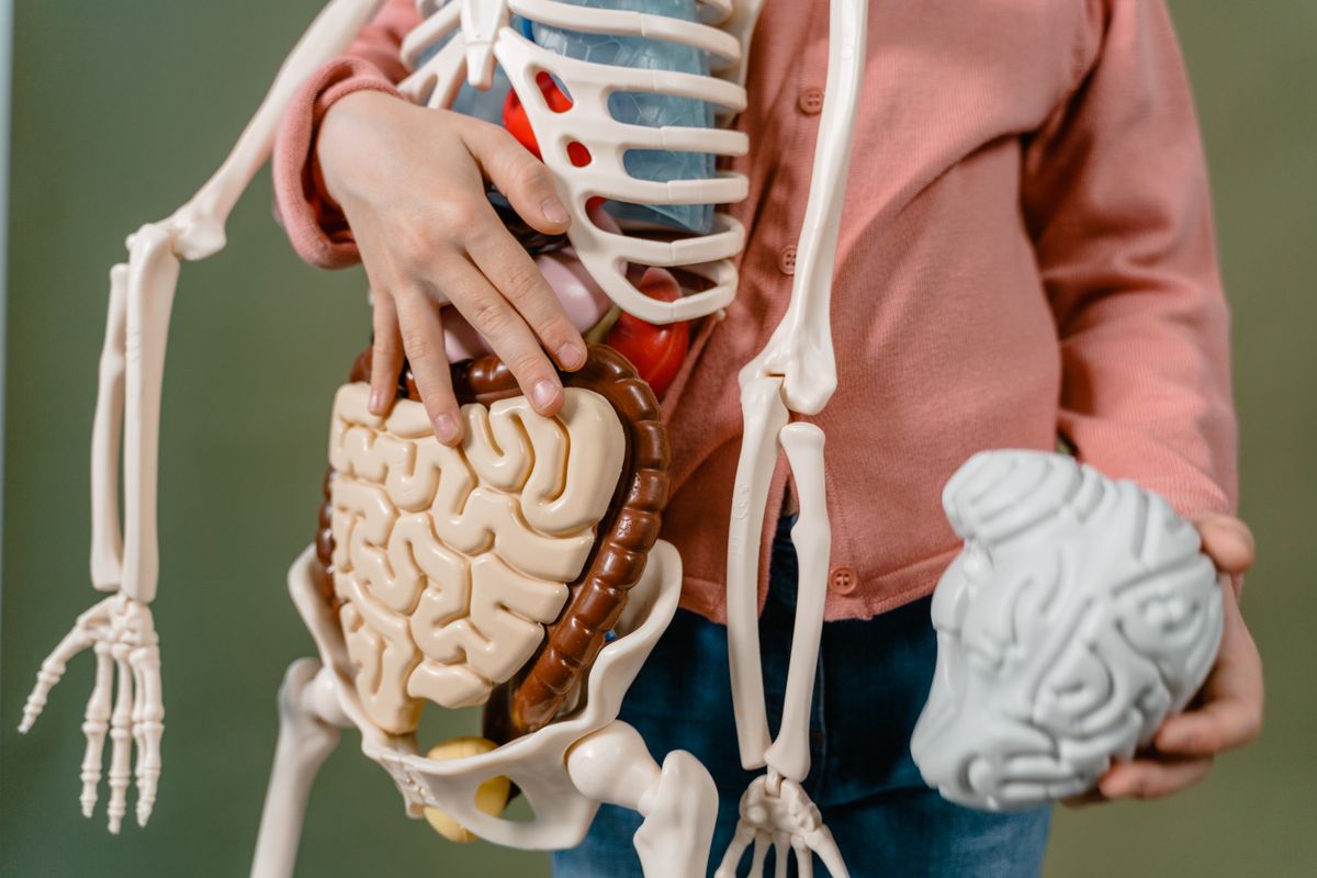 The Gut-Brain Axis and GLP-1: How Incretin Signaling Reaches the Brain