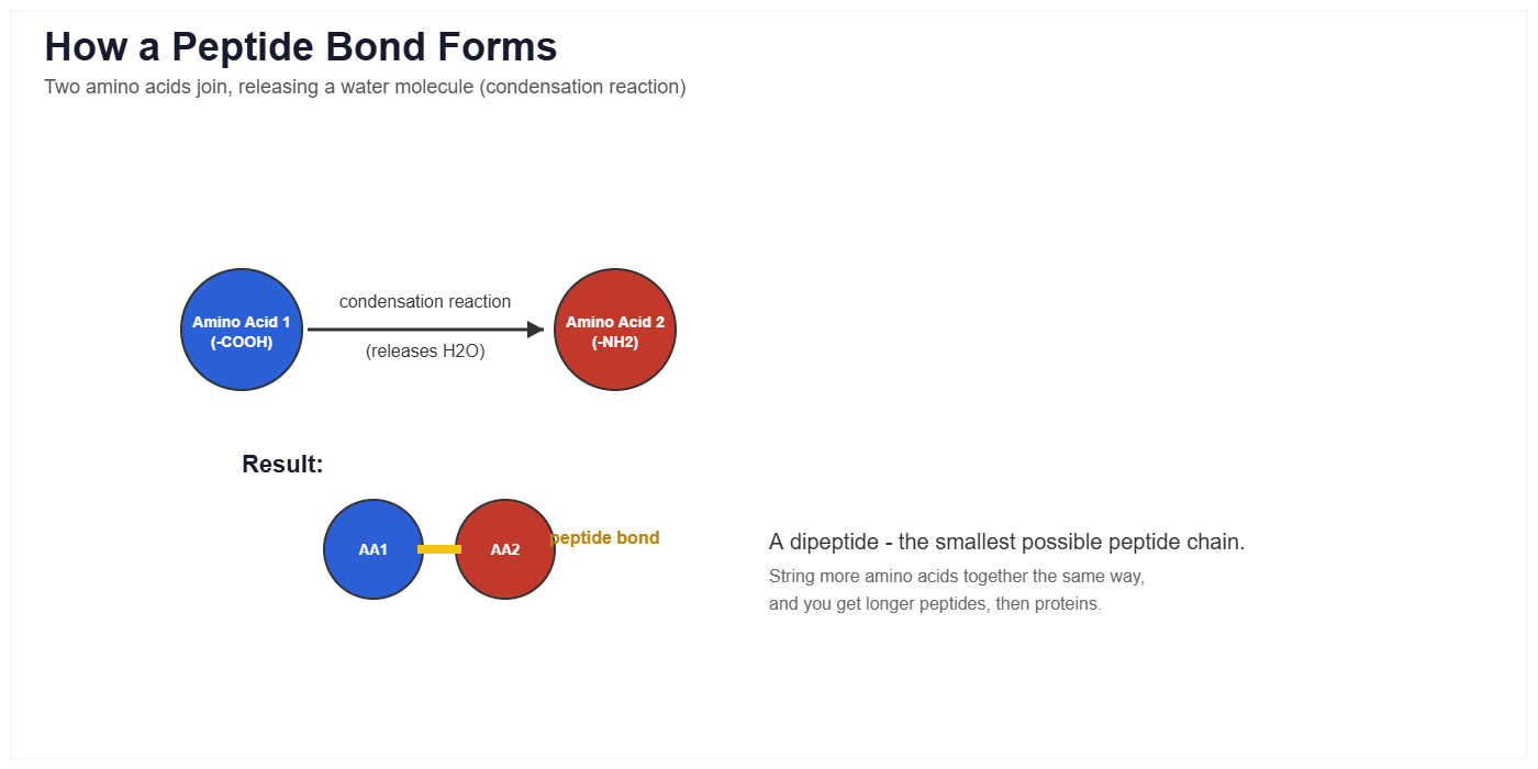 What Are Research Peptides? A Plain-Language Science Overview